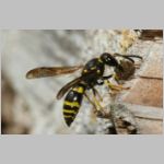 Ancistrocerus nigricornis - Lehmwespe 22b am IH beim Lehm einbringen.jpg